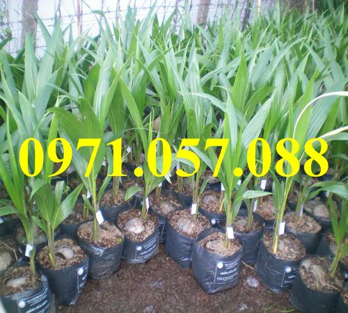 Cây giống dừa xiêm đỏ